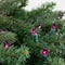 50ct. Mini Christmas String Lights with Green Wire